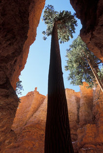 Tall pine in Wall Street canyon formation by Danita Delimont
