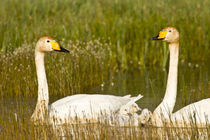 Whooper swan pair with cygnets in Iceland von Danita Delimont