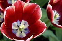 5 million tulips in 100 varieties von Danita Delimont
