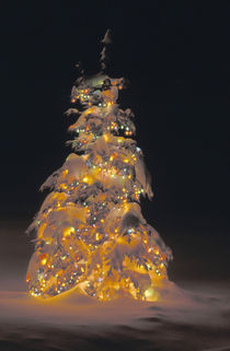 Multi-colored holiday lights decorate a spruce tree at night after a fresh snowfall by Danita Delimont