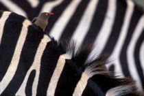 Red-billed Oxpecker on zebra von Danita Delimont