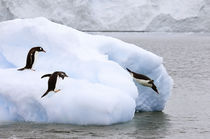 One gentoo penguin leaps onto iceberg while another dives into water by Danita Delimont