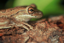 Cuban Tree Frog von Danita Delimont
