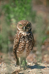 Burrowing Owl von Danita Delimont