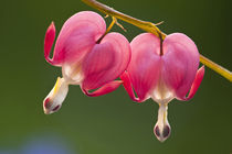 Close-up of two bleeding heart flowers von Danita Delimont