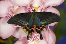 Washington Tropical Butterfly Photograph of Swallowtail Butterfly Papilio Hoppo from Tiawan von Danita Delimont