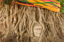 Buddha in tree ruts at Ayutthaya by Danita Delimont