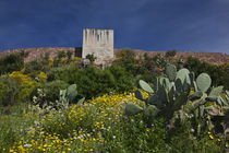 Cacti and Castello Malaspina by Danita Delimont