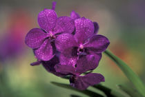 Orchid von Danita Delimont