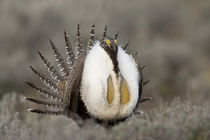 A Greater Sage Grouse (Centrocercus urophasianus) displaying on the lek by Danita Delimont