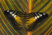 Washington Tropical Butterfly Photograph of Parthenos sylvia philippensis the Brown Clipper von Danita Delimont