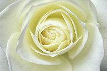 Close up details of white rose by Danita Delimont