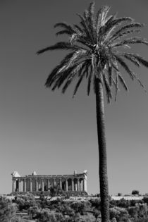 The Temple of Concordia (430 BC) & Palms von Danita Delimont