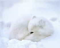 'Artic fox with open black eye rests in a snowdrift' by Danita Delimont