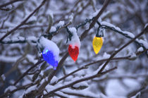 Holiday lights on snowy bush by Danita Delimont