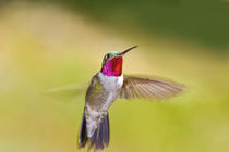 Frontal view of male broad-tailed hummingbird in flight by Danita Delimont