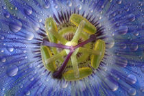 Close-up of dewy passion flower by Danita Delimont