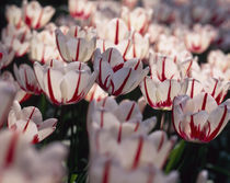 Tulips von Danita Delimont