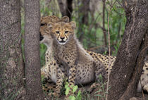 Cheetah cubs by Danita Delimont