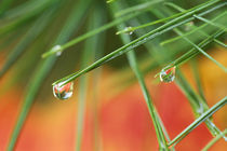 Pine tree needles with drops of rain and fall reflections by Danita Delimont