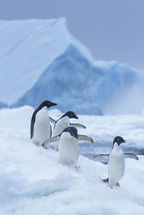 Antarctica von Danita Delimont