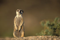 Meerkat (Suricate suricatta) stands as sentry by entrance to warren in Namib Desert von Danita Delimont