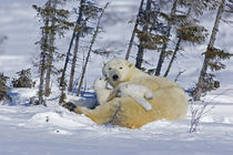 Polar bear cubs playing with mother by Danita Delimont