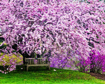 Wooden bench under cherry blossom tree in Winterthur Gardens by Danita Delimont