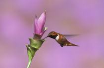 Rufous hummingbird (male) by Danita Delimont