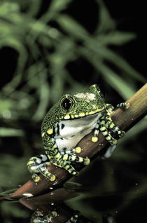 African big eye tree frog (Leptopelis vermiculatus) by Danita Delimont