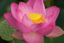 Lotus blossom by Danita Delimont