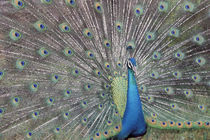 Peacock displaying its feathers von Danita Delimont