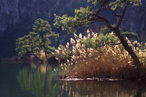 Grasses and waterfowl at Koycegiz Lake by Danita Delimont