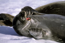 Southern Furl seal von Danita Delimont