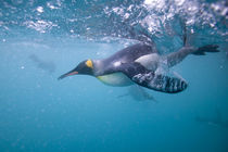 Underwater view of King Penguins (Aptenodytes patagonicus) swimming in Right Whale Bay by Danita Delimont