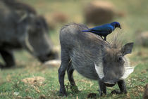 Warthog (Pharcochoerus africanus) and Blue-eared Starling (Lamprotornis chalybaeus) by Danita Delimont