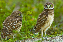 Habitat loss due to human development are taking away essential areas for these owls by Danita Delimont