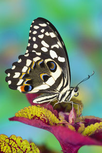 'Washington Tropical Butterfly Photograph of Papilio demodocus the Orchard Swallowtail from Africa' by Danita Delimont