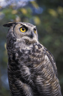 Great horned owl by Danita Delimont