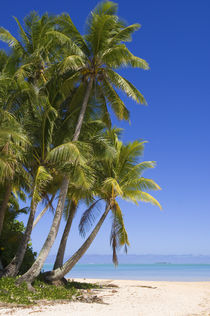 Palm lined beach Cook Islands by Danita Delimont