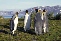 King penguins (Aptenodytes patagonicus) von Danita Delimont