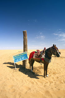 Horse in the desert by Danita Delimont