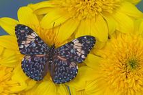 Hamadryas arinome the Starry Night Butterfly von Danita Delimont
