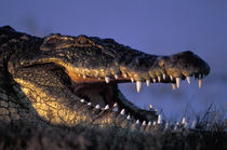 Nile Crocodile (Crocodylus niloticus) lies along the banks of Chobe River at sunset von Danita Delimont
