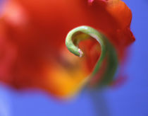 Close-up of bract curl on tulip flower in garden von Danita Delimont