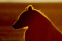 Silhouette of brown bear in golden light von Danita Delimont
