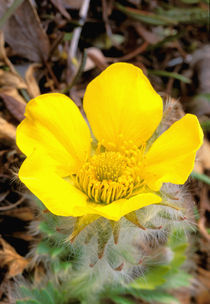 Yellow wild flowers von Danita Delimont