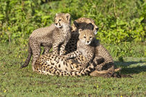 Cheetah mother and cubs playing at Ndutu in the Ngorongoro Conservation Area by Danita Delimont