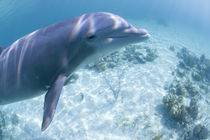 Captive Bottlenose Dolphin (Tursiops truncatus) swimming in Caribbean Sea at UNEXSO site von Danita Delimont