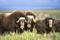 A group of muskoxen browse on willow shrubs on the tundra of the Arctic National Wildlife Refuge von Danita Delimont